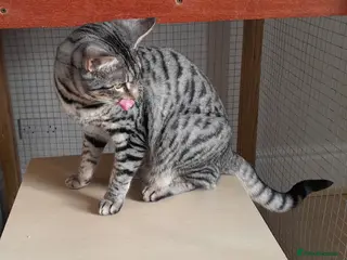 Savannah cats Pedigree TICA Reg Savannah Girl Kitten - Advert 2