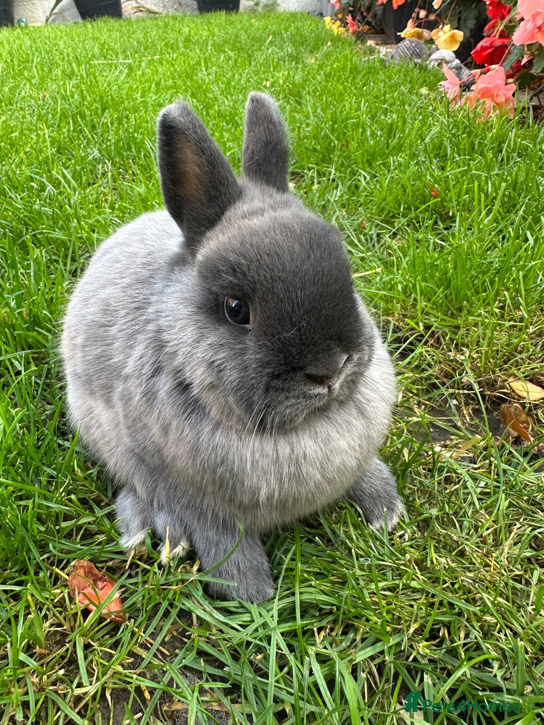 Netherland Dwarf rabbits for sale: Netherland Dwarf Rabbits For Sale  - Image 12