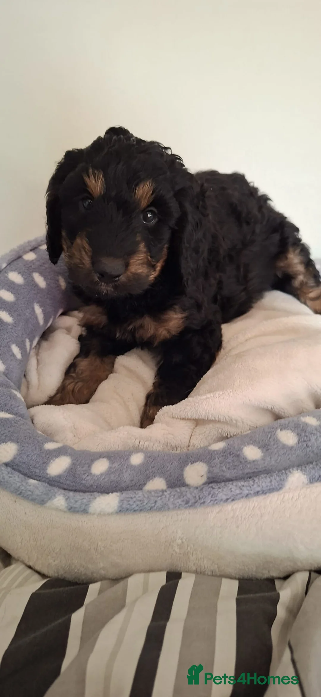 Rottweiler dogs for sale: Rottweiler / Rottidoodle - Advert 2