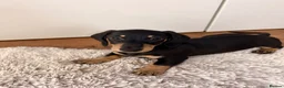 Miniature Dachshund dogs for sale: KC Miniature Dachshunds ready to leave now London - Advert 16