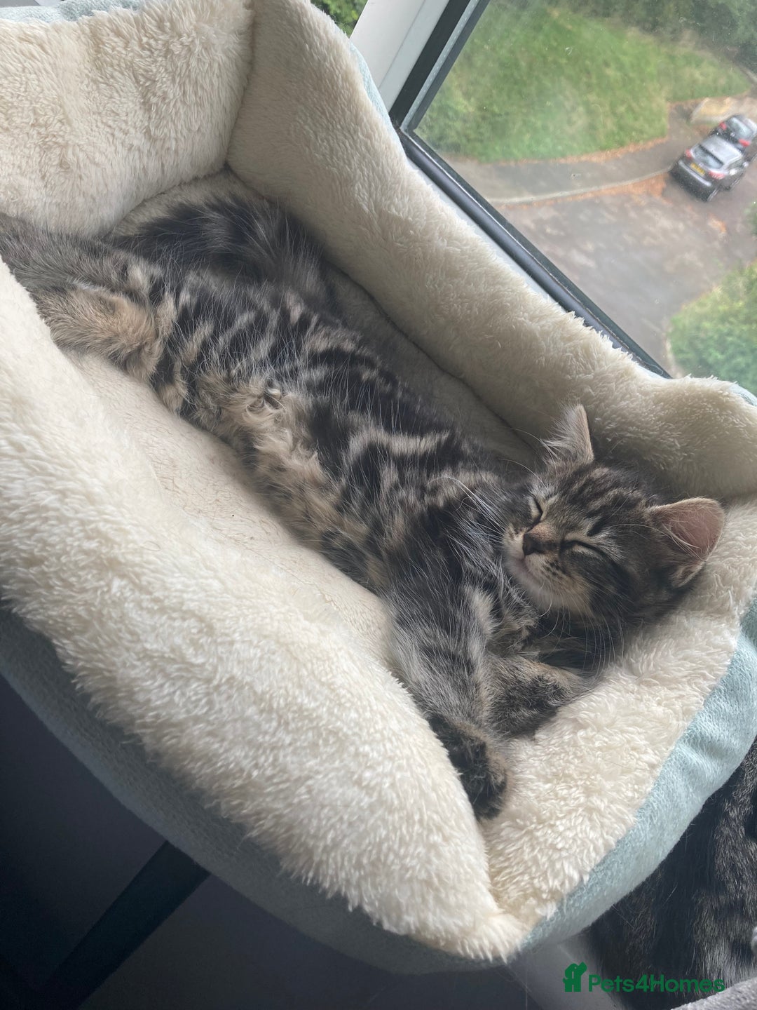 Mixed Breed cats for sale: 2 x 11 week old Female Kittens must go together!  - Image 10