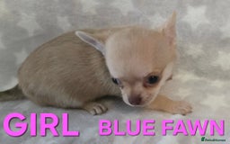 Chihuahua dogs for sale: KC Registered Puppies - Image 7