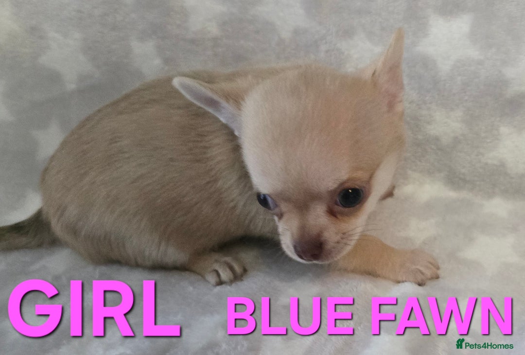 Chihuahua dogs for sale: KC Registered Puppies - Image 7