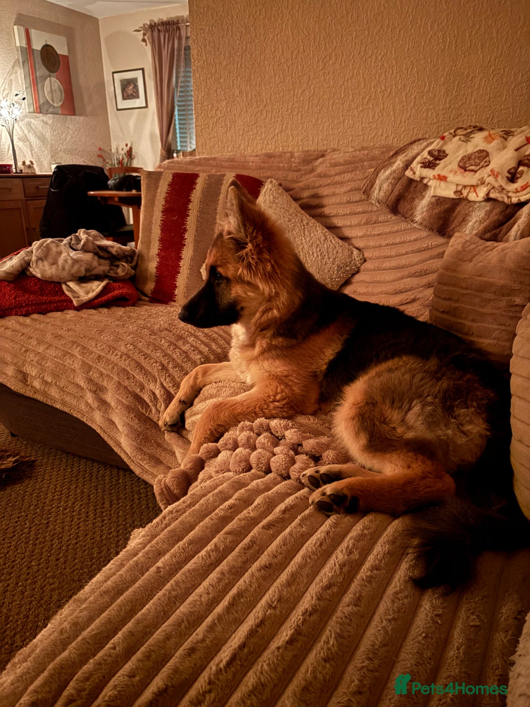 German Shepherd dogs for sale: German Shepard bitch - Image 7