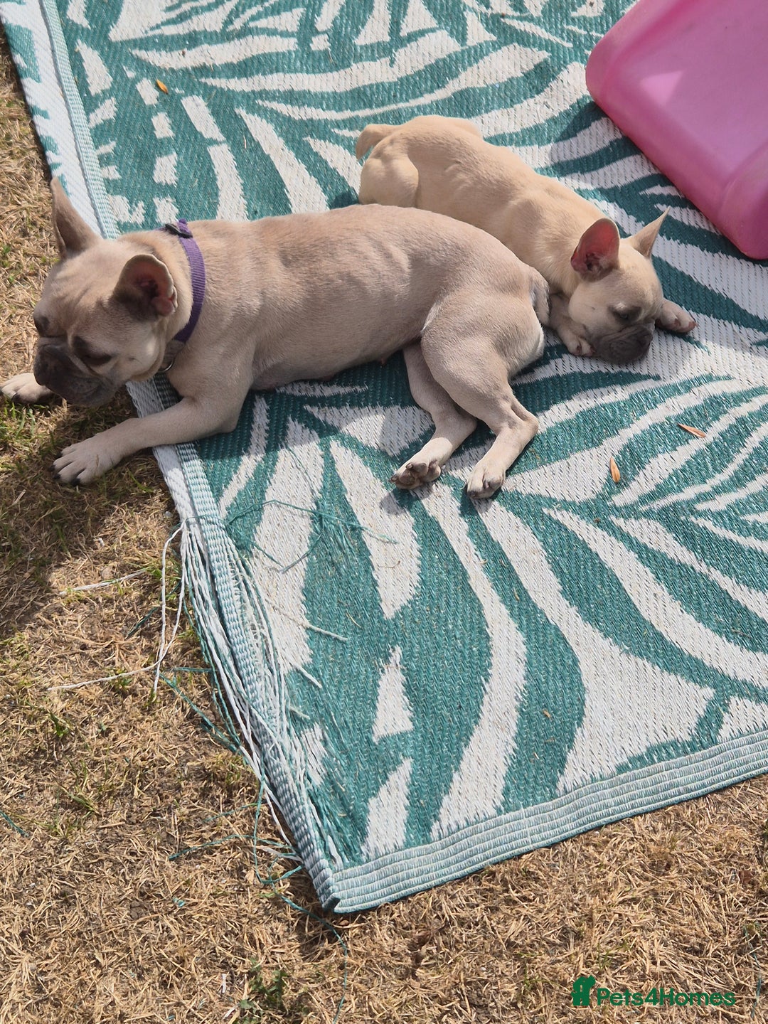 French Bulldog dogs for sale: French Bulldog ready to go - Image 5