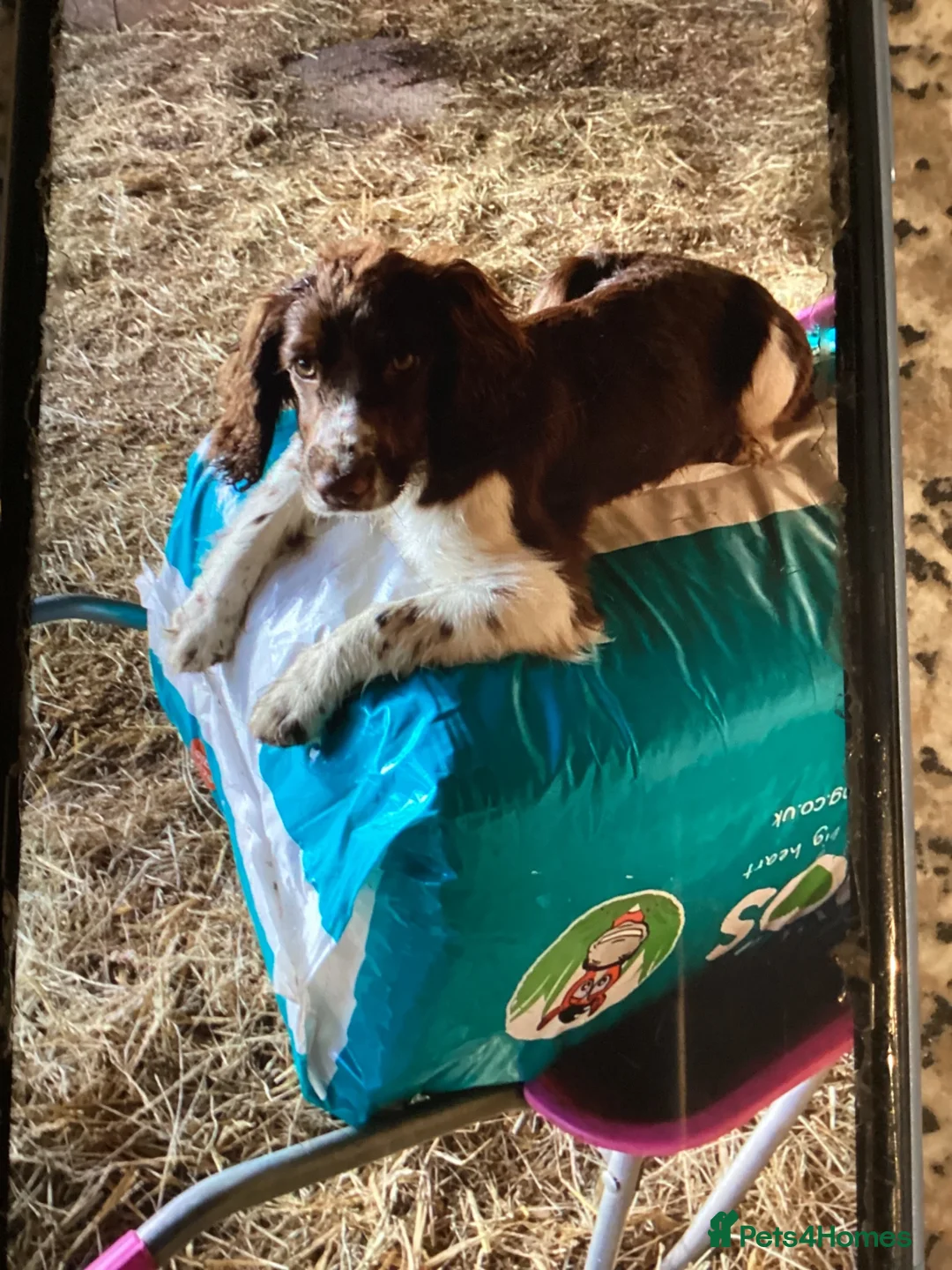 Cocker Spaniel dogs for sale: Cocker spaniel puppies - Advert 2