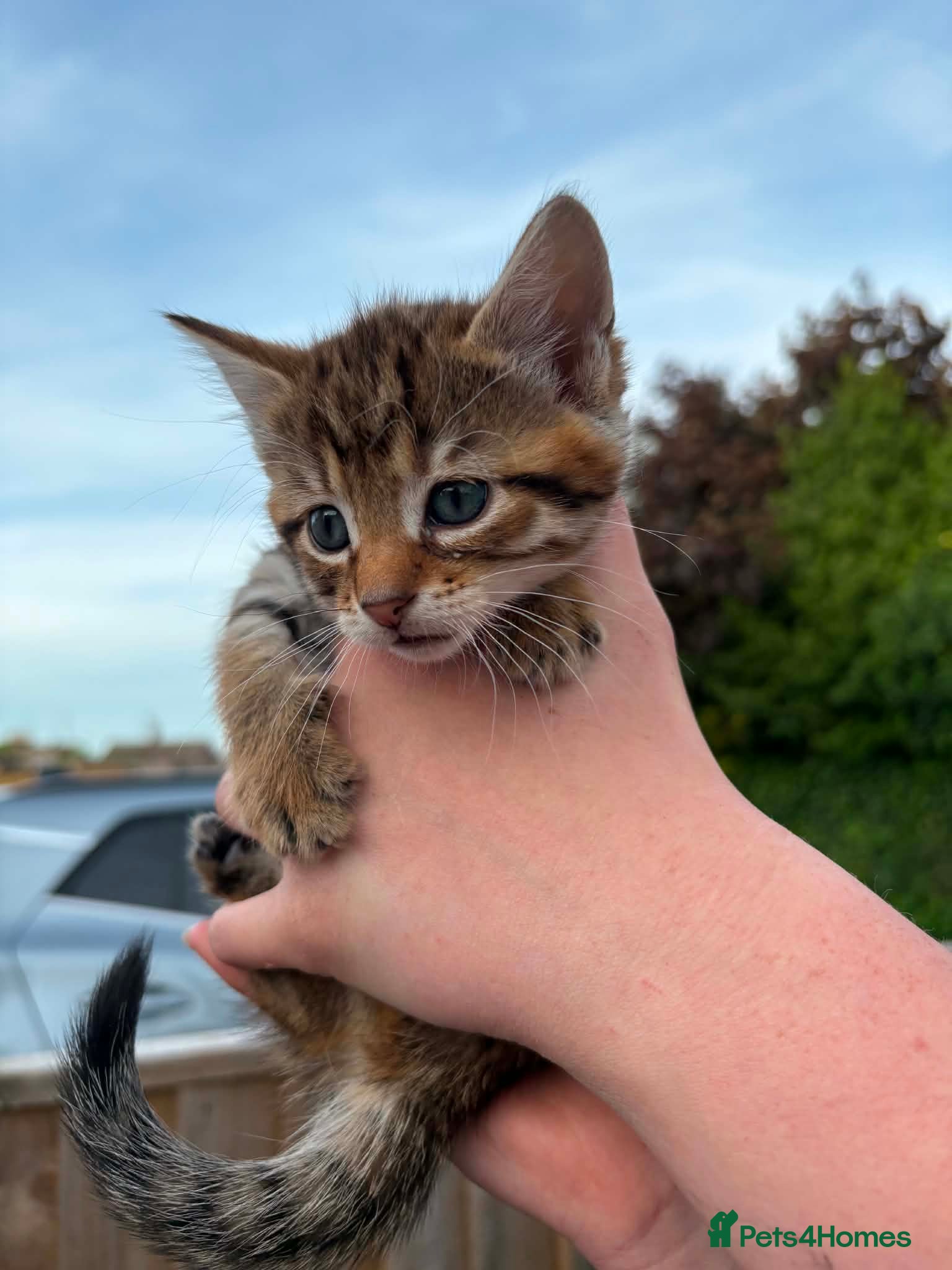 Mixed Breed cats Beautiful kittens for sale  - Advert 1