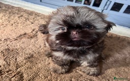 Shih Tzu dogs for sale: Stunning KC chocolate imperial Shihtzu puppies - Image 23