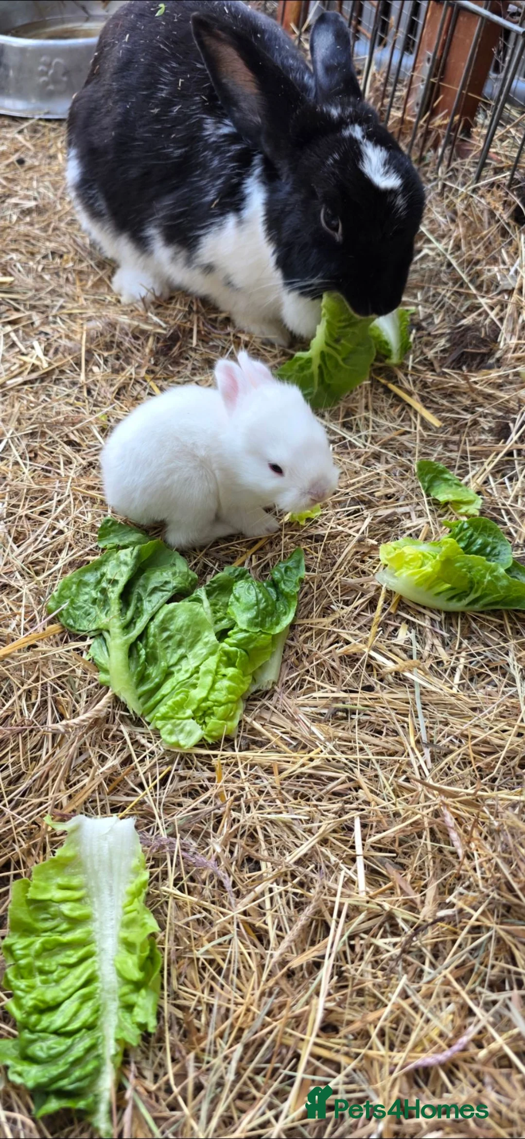 Mixed Breed rabbits for sale: Beautiful little of mixed giants  - Advert 17