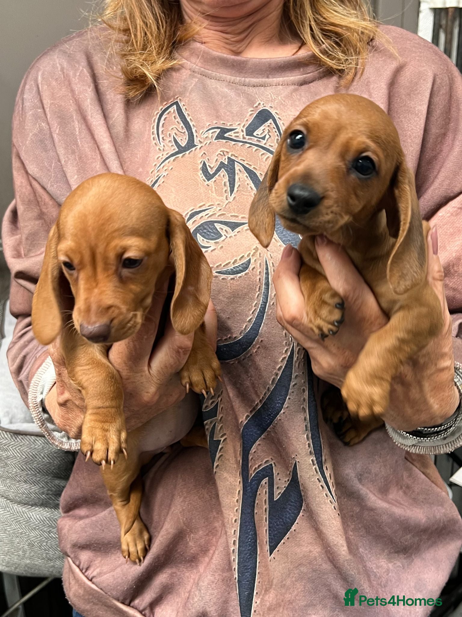 Miniature Dachshund dogs Top Quality KC Reg PRA Clear Mini Dachshunds - Advert 2