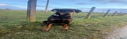 Dobermann dogs for sale: Judge - Advert 5