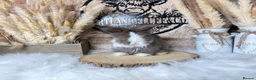 Angora rabbits for sale: PURE PEDIGREE|ENGLISH ANGORA - Advert 4