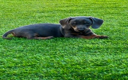 Miniature Dachshund dogs for sale: Outstanding true miniature Dachshund pups 🐾 - Image 2