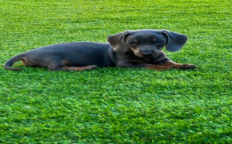 Miniature Dachshund dogs - Advert 2