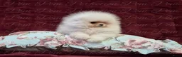Pomeranian dogs for sale: Ultra Teddy Bear Pomeranian Puppies - Advert 1