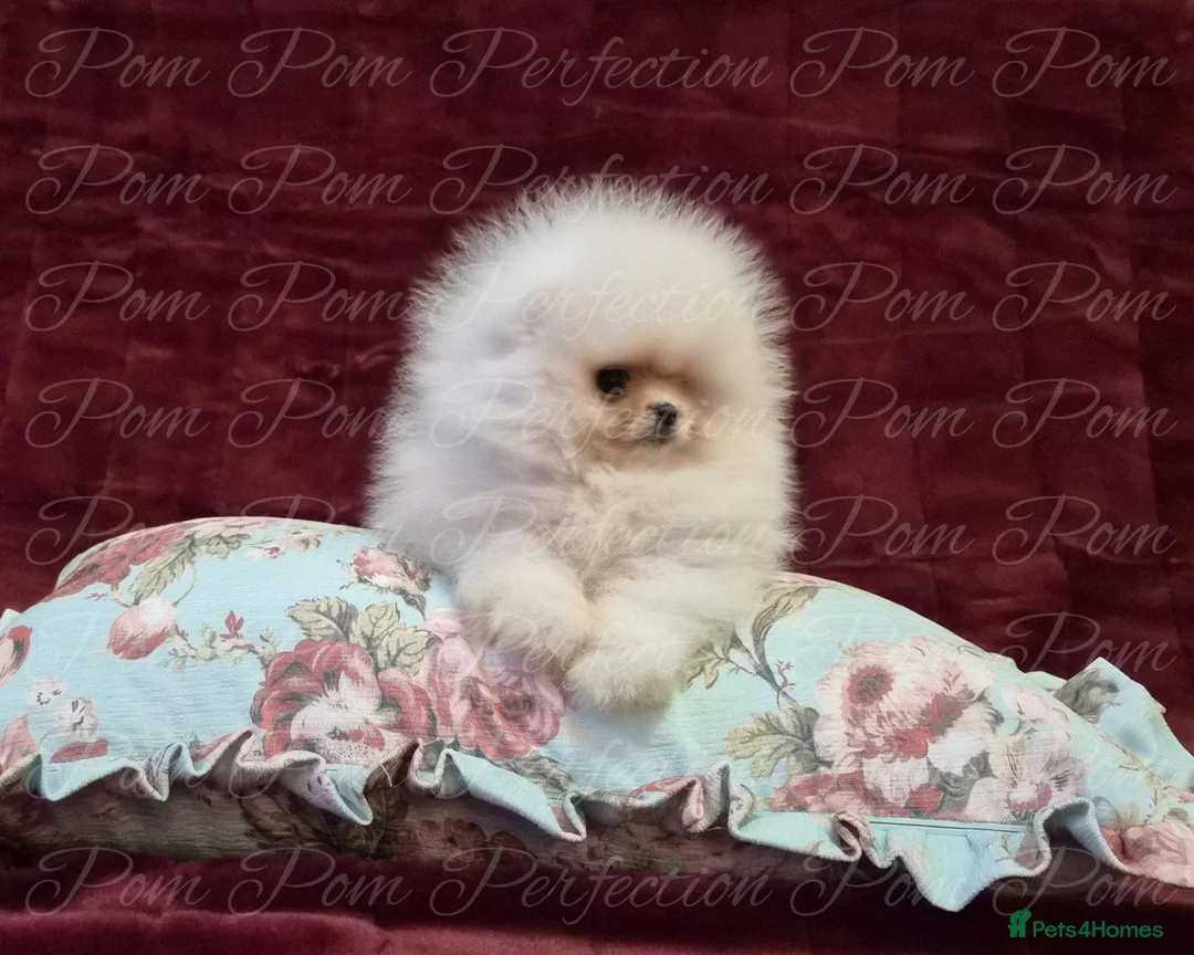 Pomeranian dogs for sale: Ultra Teddy Bear Pomeranian Puppies - Advert 1