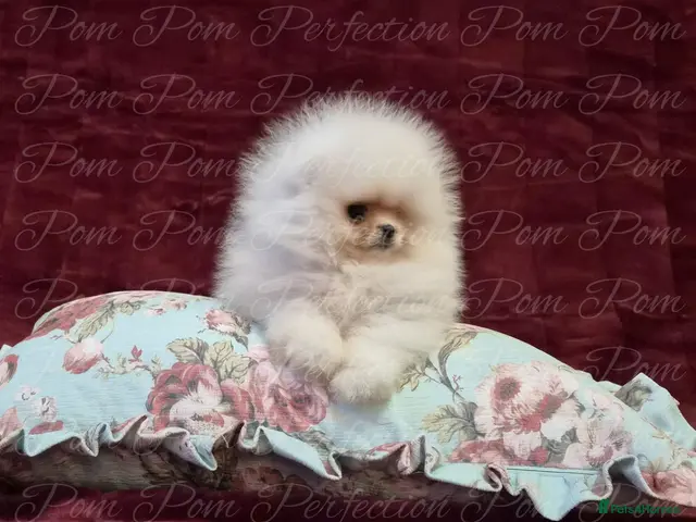 Pomeranian dogs Ultra Teddy Bear Pomeranian Puppies - Advert 1