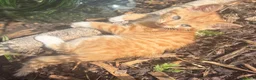 European cats for sale: Beautiful colourful kittens - Advert 16
