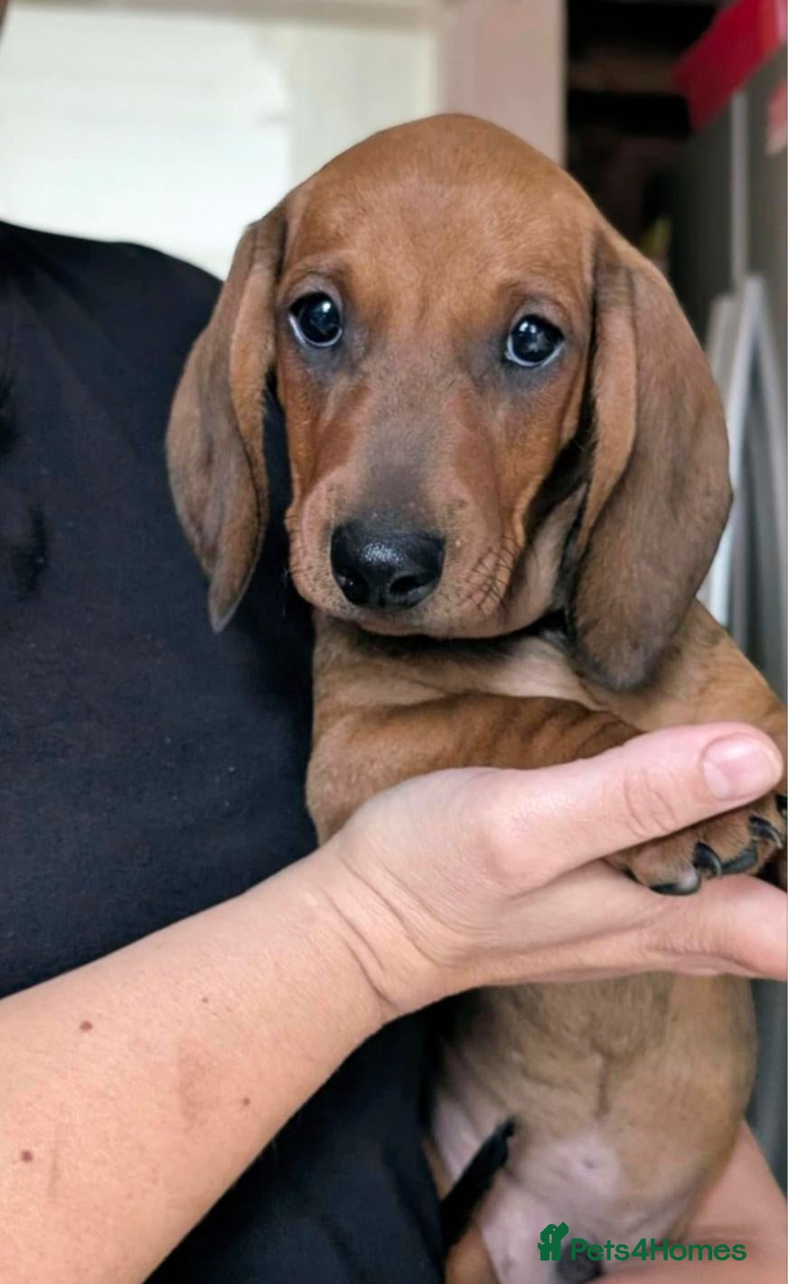 Dachshund dogs Champion Bloodline Standard Dachshund - Advert 2
