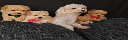Maltipoo dogs for sale: Maltipoo Miny ready to Leave soon - Advert 2