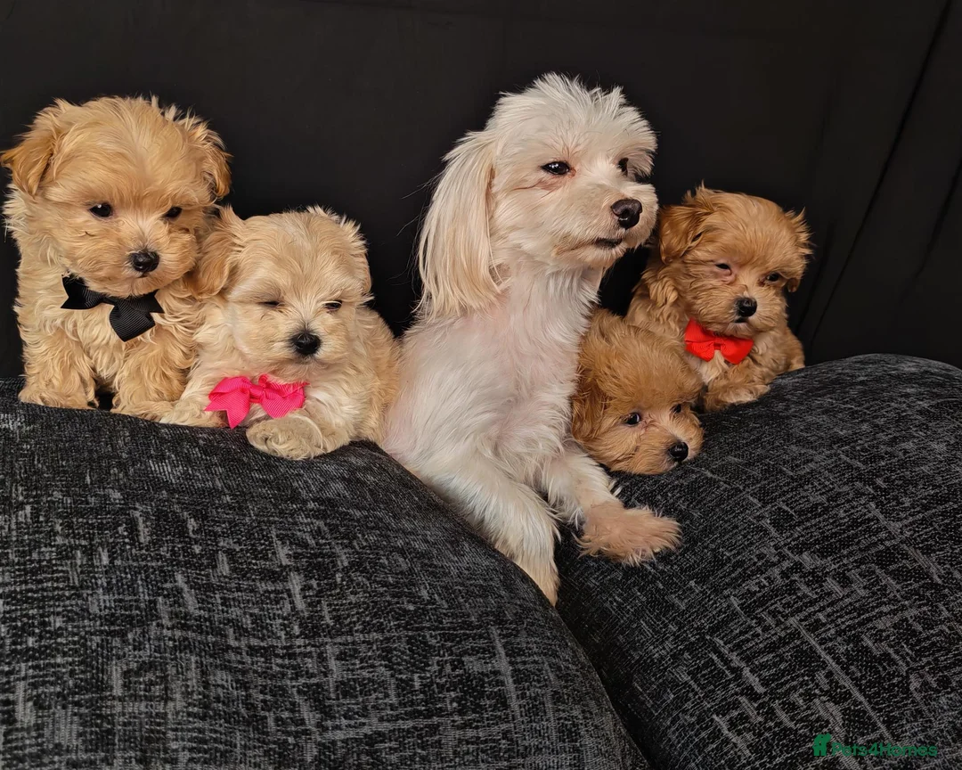 Maltipoo dogs for sale: Maltipoo Miny ready to Leave soon - Advert 2