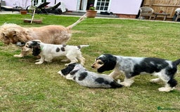 Cocker Spaniel dogs for sale: 4 Beautiful Puppies. KC Sable Show Cocker Puppies  - Image 17