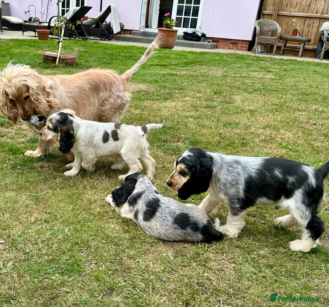 Cocker Spaniel dogs for sale: 4 Beautiful Puppies. KC Sable Show Cocker Puppies  - Image 17