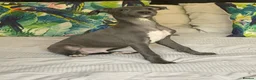 Italian Greyhound dogs for sale: Kc Italian greyhound 4 boys - Advert 11