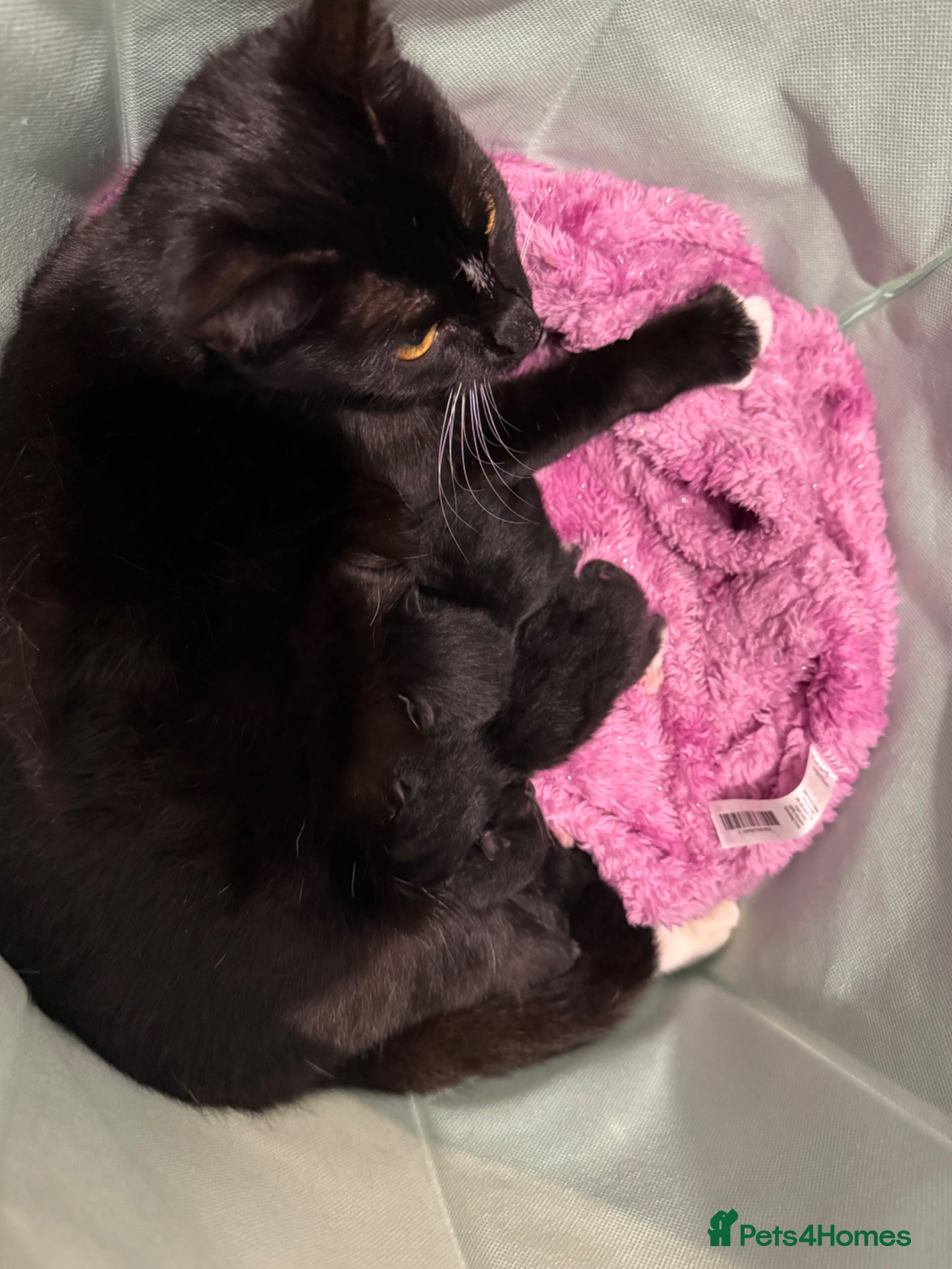 Mixed Breed cats Mixed Breed Kittens For Sale  - Advert 3