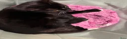 Mixed Breed cats for sale: Mixed Breed Kittens For Sale  in Buckingham - Advert 1