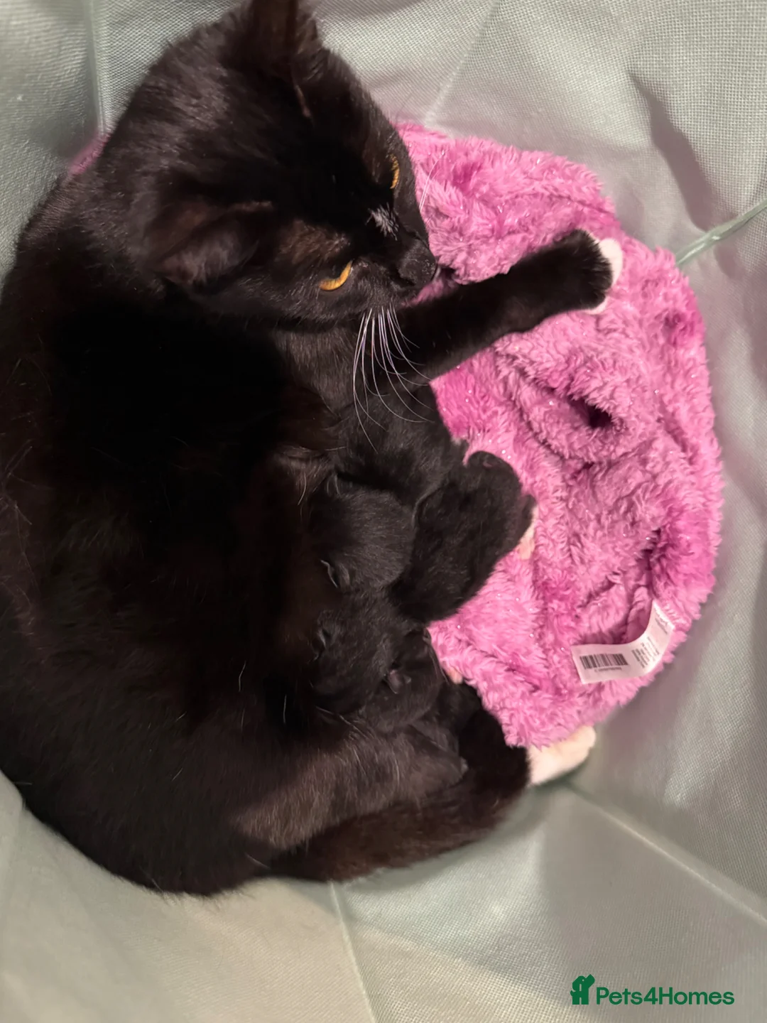 Mixed Breed cats for sale: Mixed Breed Kittens For Sale  in Buckingham - Advert 1