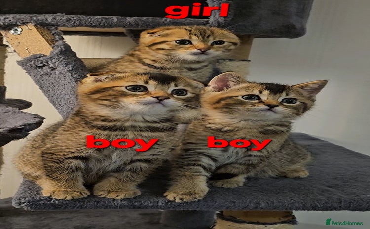 Scottish Fold cats - Advert 12