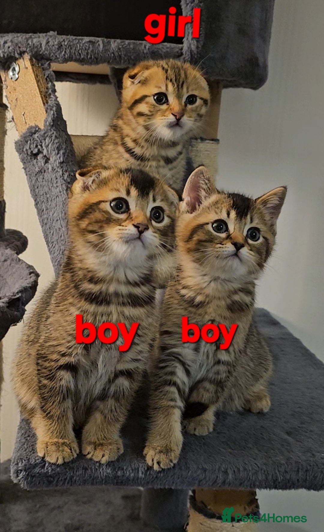 Scottish Fold cats for sale: Beautiful Scottish fold/straight ears kittens 😸  - Image 1