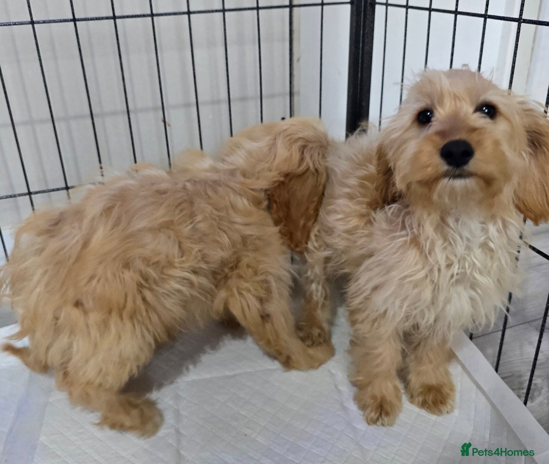 Cockapoo dogs for sale: Cockerpoos - Image 7