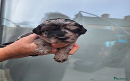 Sproodle dogs for sale: Sproodle Merle puppies  - Image 4