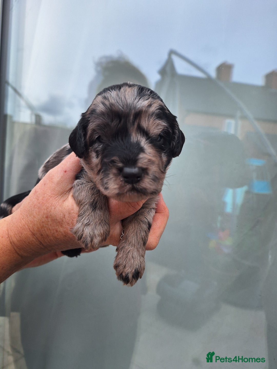 Sproodle dogs for sale: Sproodle Merle puppies  - Image 4