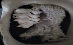 West Highland Terrier dogs for sale: KC pedigree West Highland Terrier puppies  - Image 4
