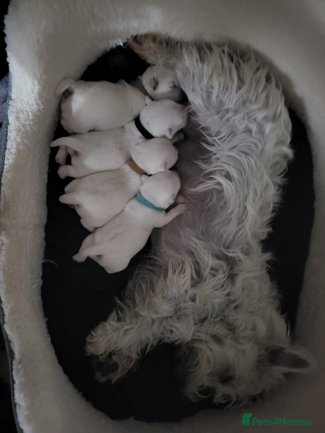 West Highland Terrier dogs for sale: KC pedigree West Highland Terrier puppies  - Image 4
