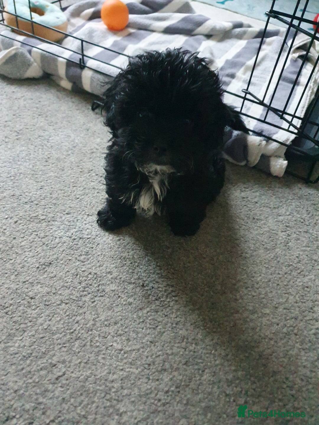 Shihpoo dogs for sale: Beautiful shih-poo for sale - Advert 2