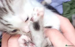 Bengal cats for sale: Male and female Bengals ready to leave  - Image 2