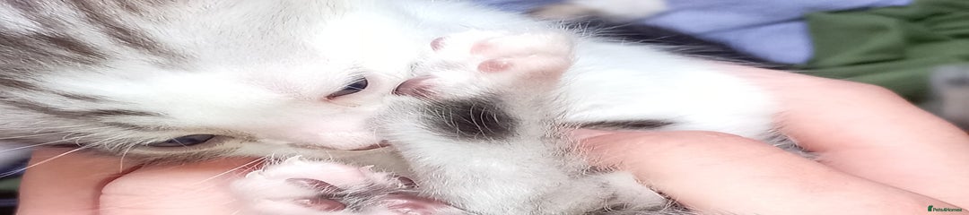 Bengal Kitten 1