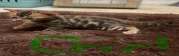 Bengal cats for sale: Tica registered bengals  in Chatham - Advert 9