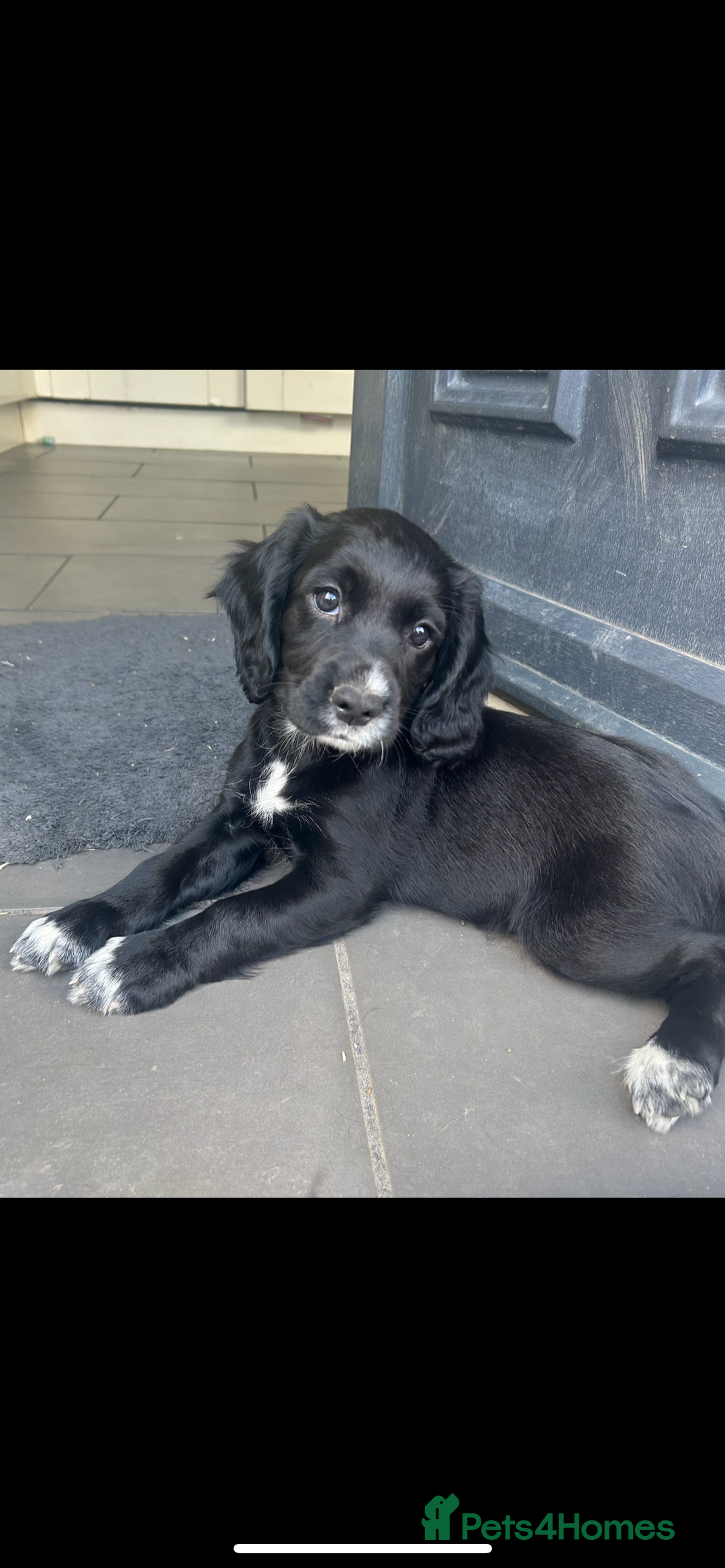 Cocker Spaniel dogs for sale: Excellent pedigree working Cocker Spaniel puppies - Image 5
