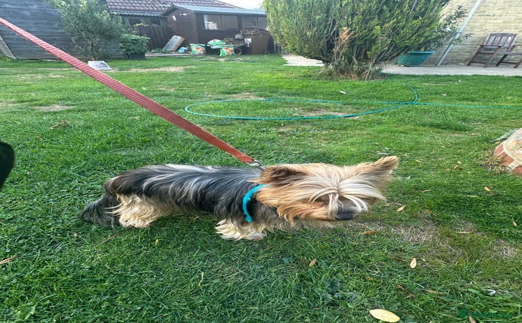 Yorkshire Terrier dogs - Advert 9