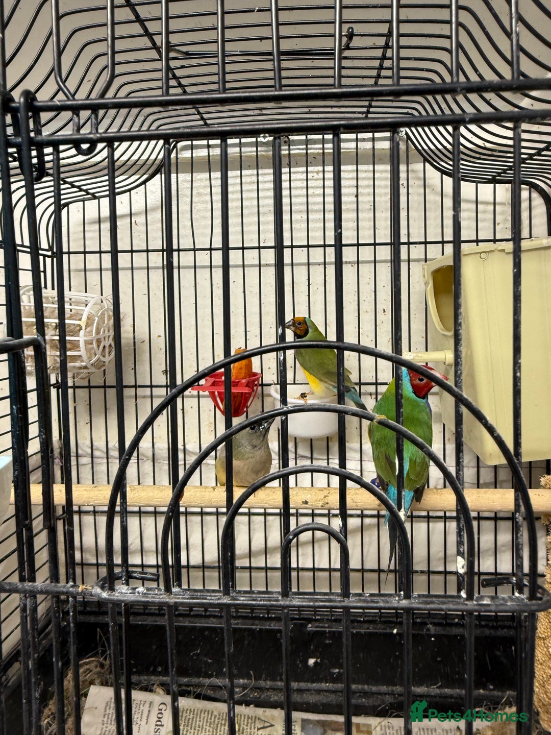 Canaries birds for sale: Canary and lovebirds  - Image 5