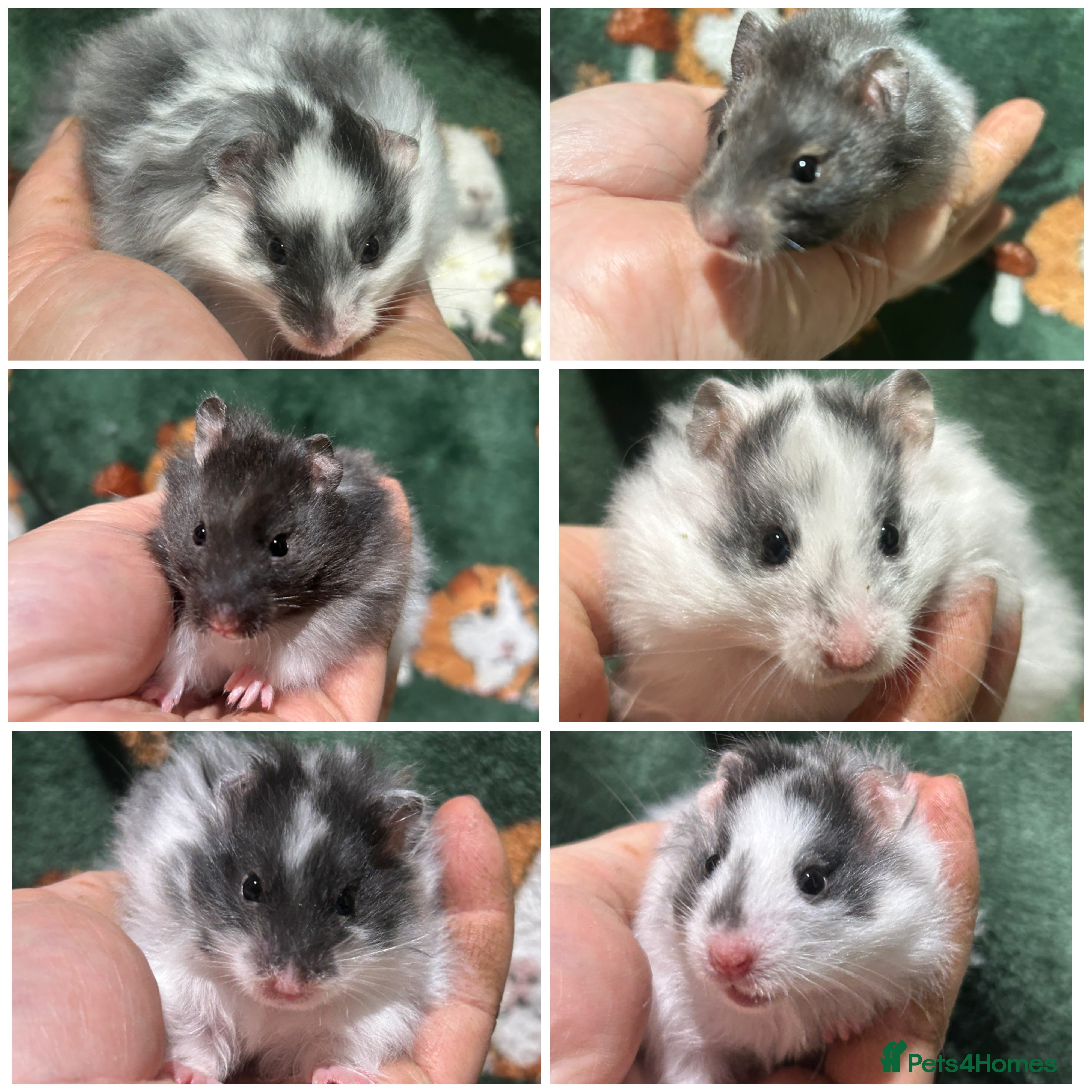 Hamster rodents Super Friendly Baby Hamsters  - Advert 9