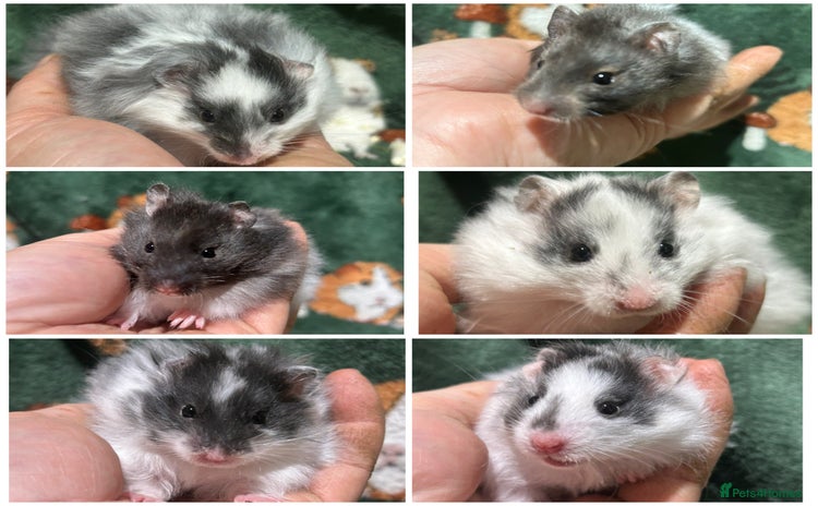 Hamster rodents Super Friendly Baby Hamsters  - Advert 3