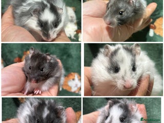 Hamster rodents Super Friendly Baby Hamsters - Advert 1