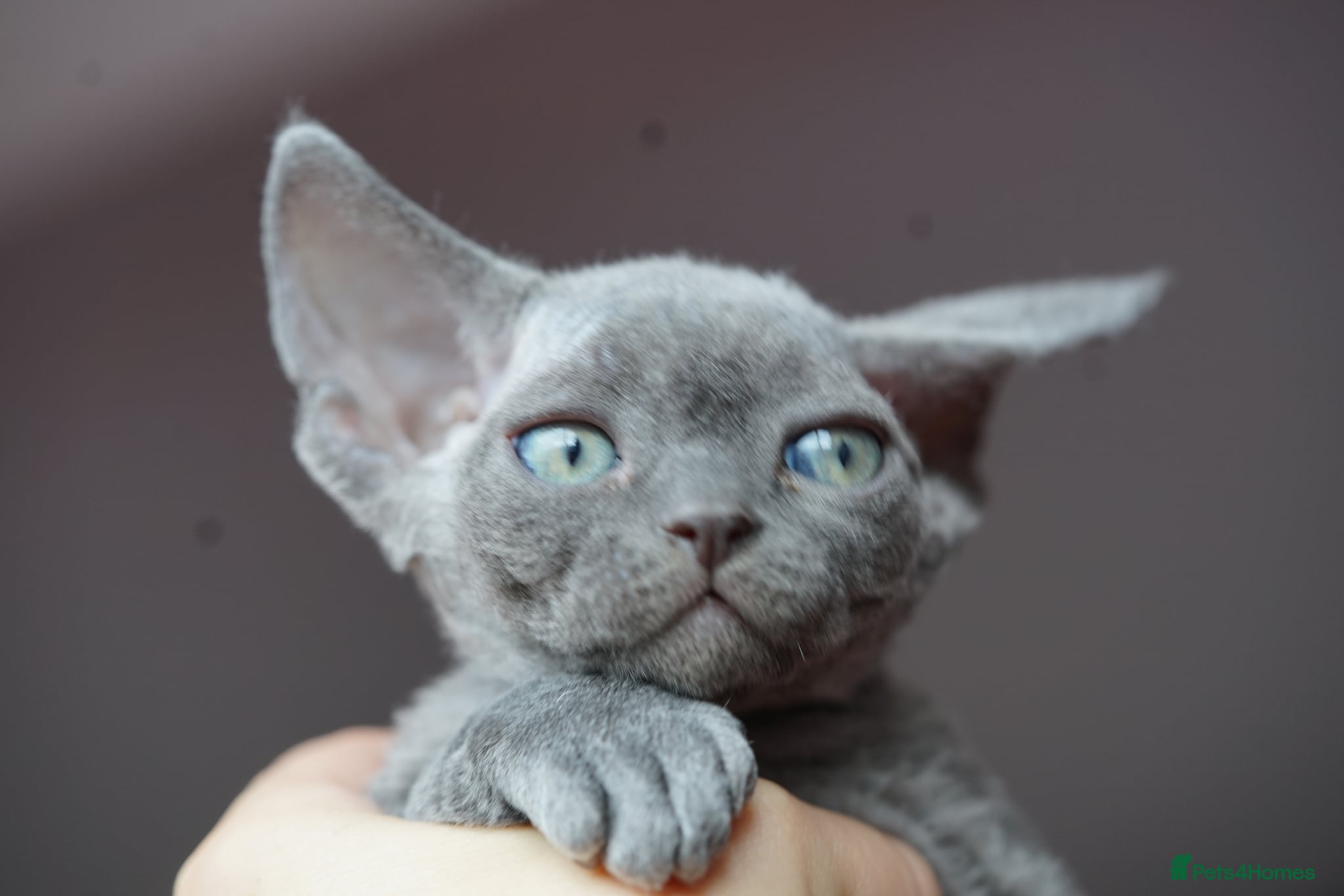 Devon Rex cats ❤️ Pure Line Devon Rex Kittens Available ❤️ - Advert 13