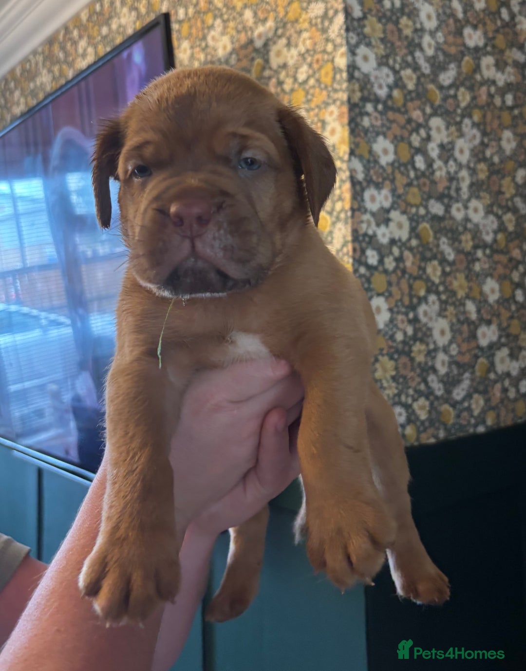 Dogue De Bordeaux dogs for sale: 6 stunning chunky Douge de Bordeux pups - Image 10